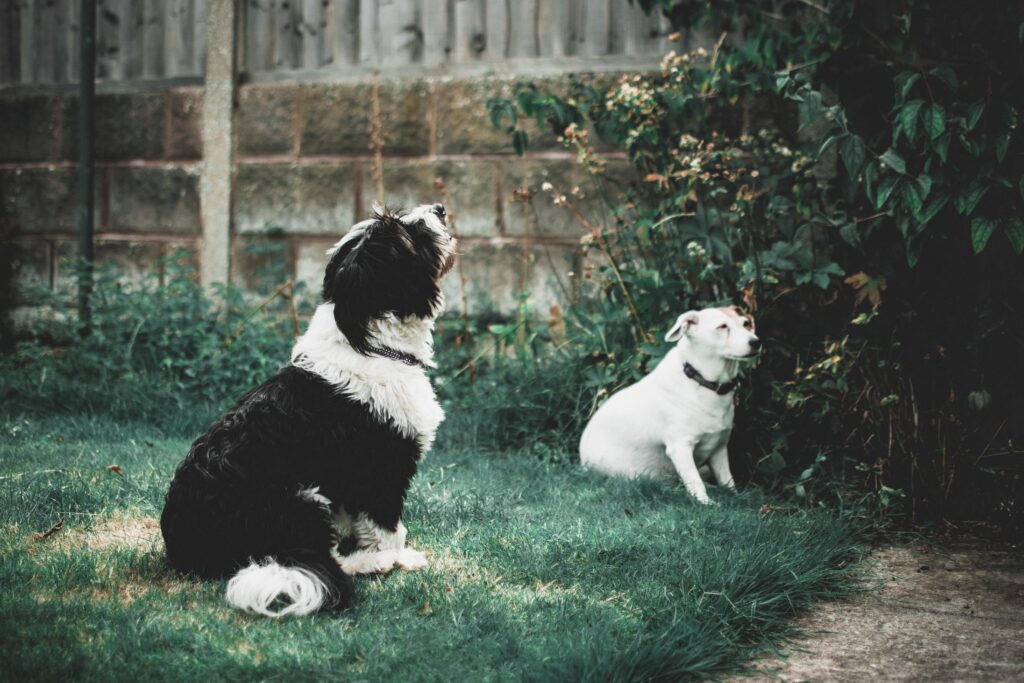 Dog-Friendly Garden