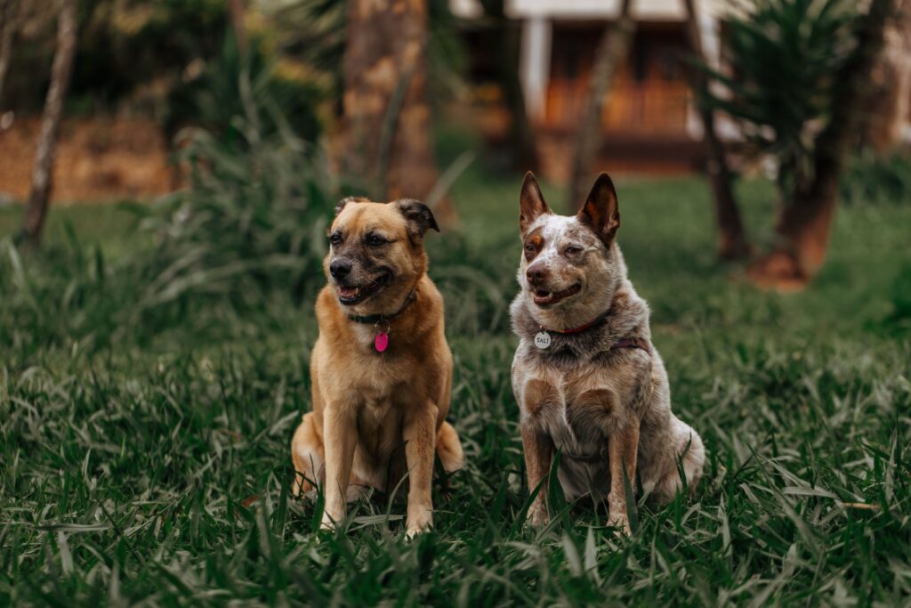 Importance of Canine Enrichment