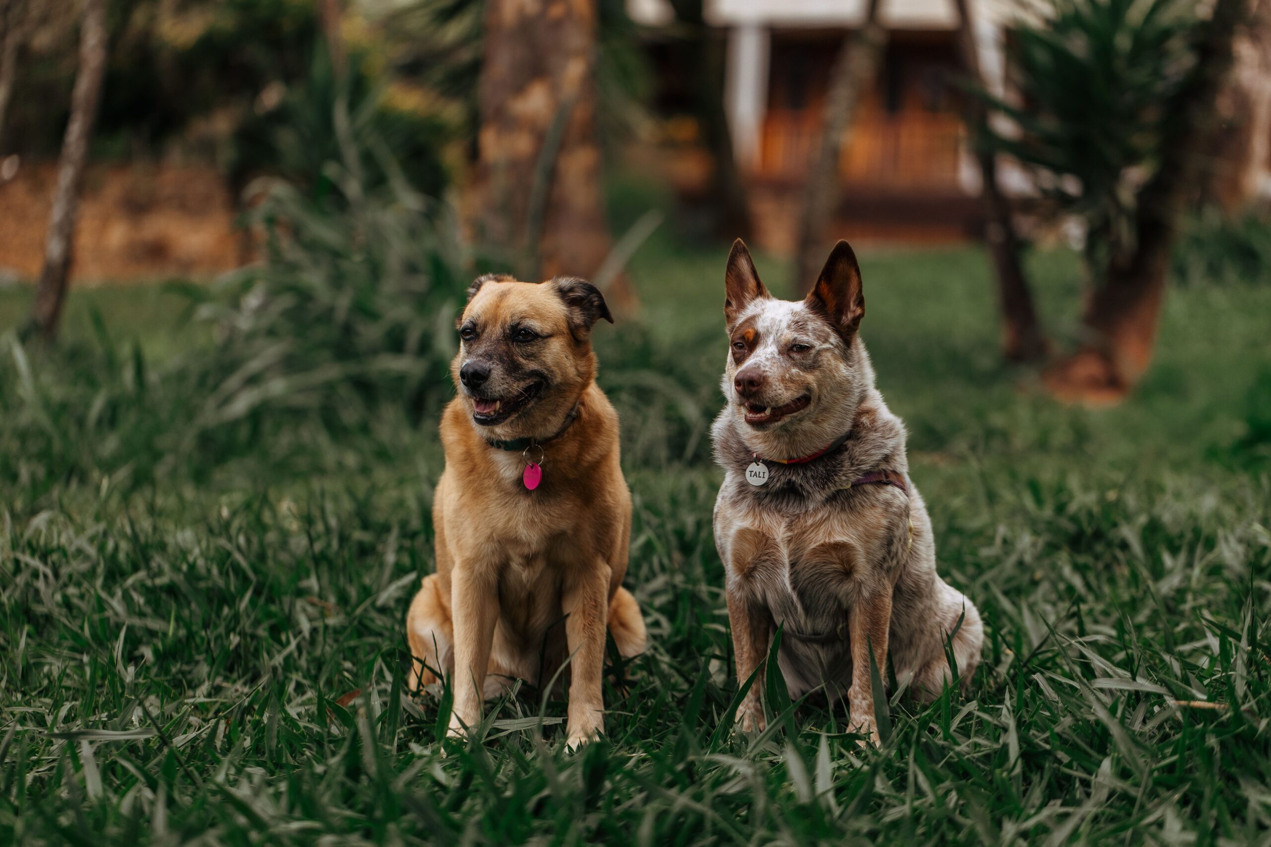 Importance of Canine Enrichment