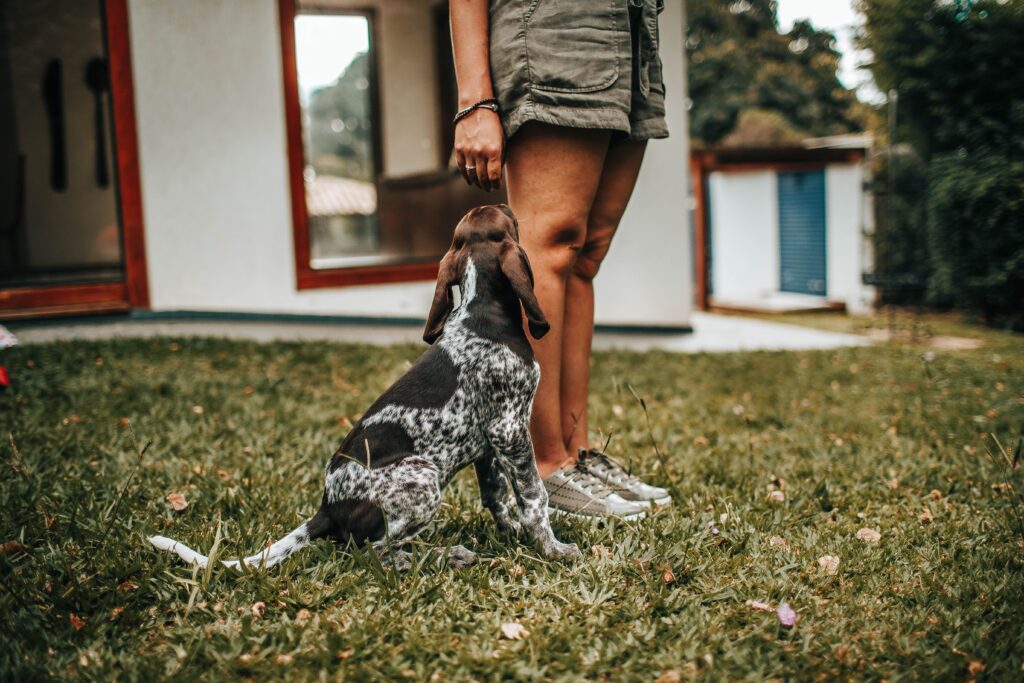 Impulse control is an essential skill for puppies to develop but one that is commonly underemphasized during initial puppy training.