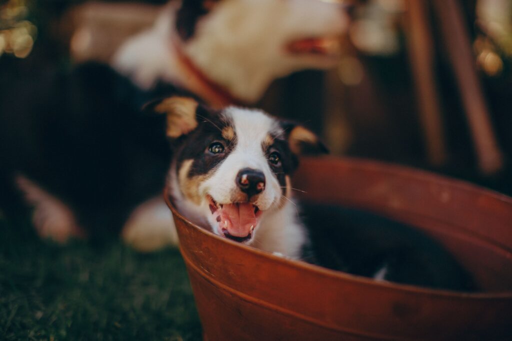 Dog Bath Tubs