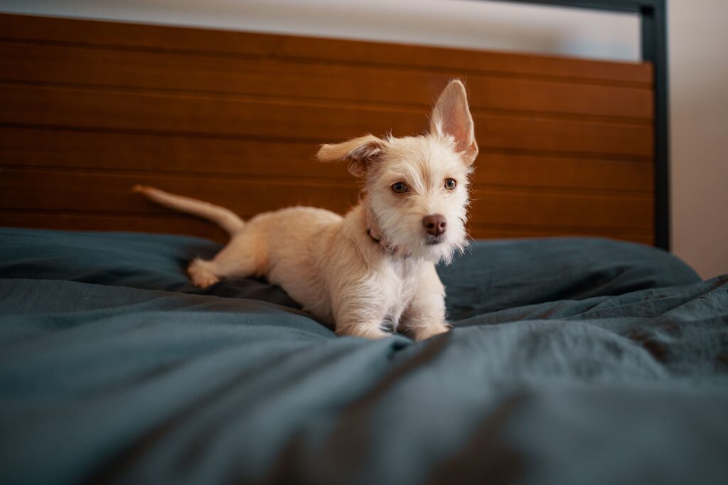 Teaching your dog to go to its bed on demand can help reduce excitement in your household and teach your dog where it is safe to rest.