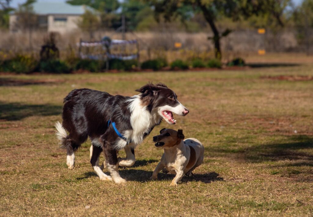 Dogs Kick the Ground