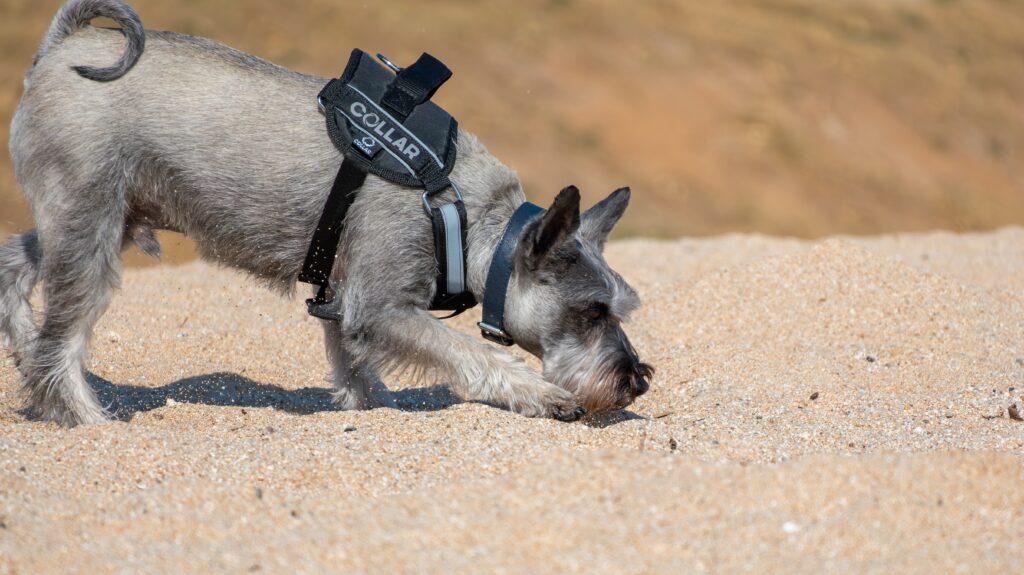 Why Dogs Sniff Everything on Walks