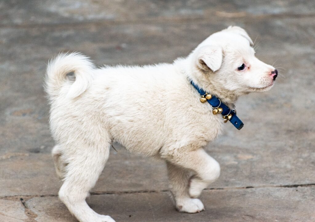 How to Teach a Puppy to Ring a Potty Bell