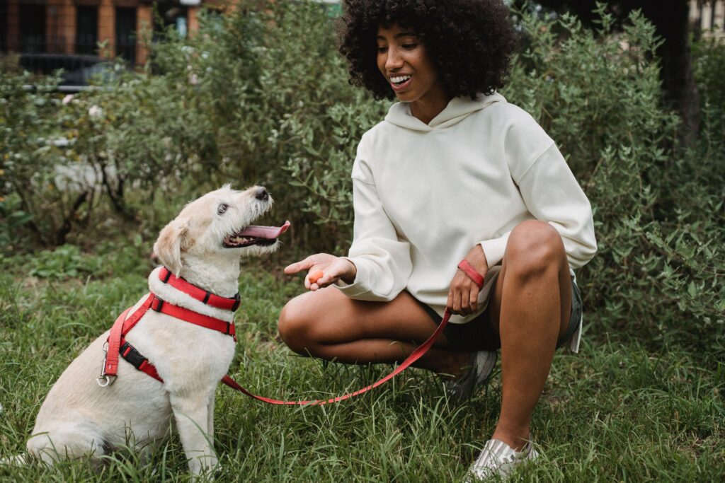 Collars are one of the simplest and most fundamental tools you will use as a new dog owner.