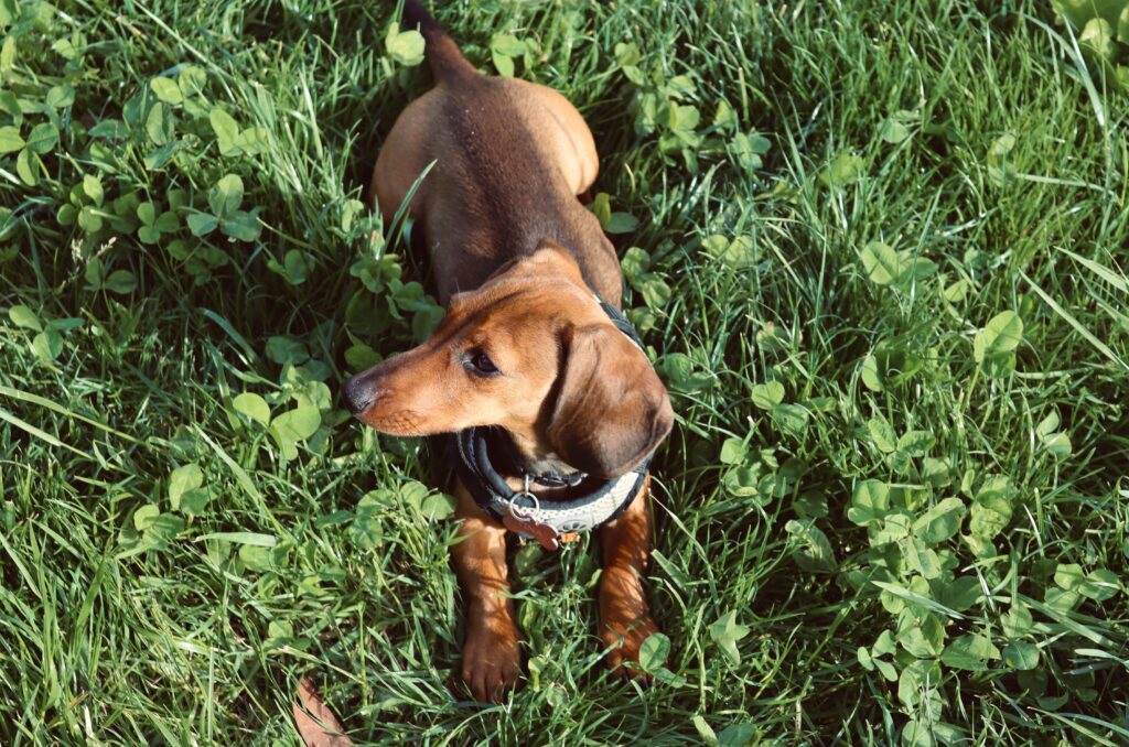 Why Dogs Eat Grass