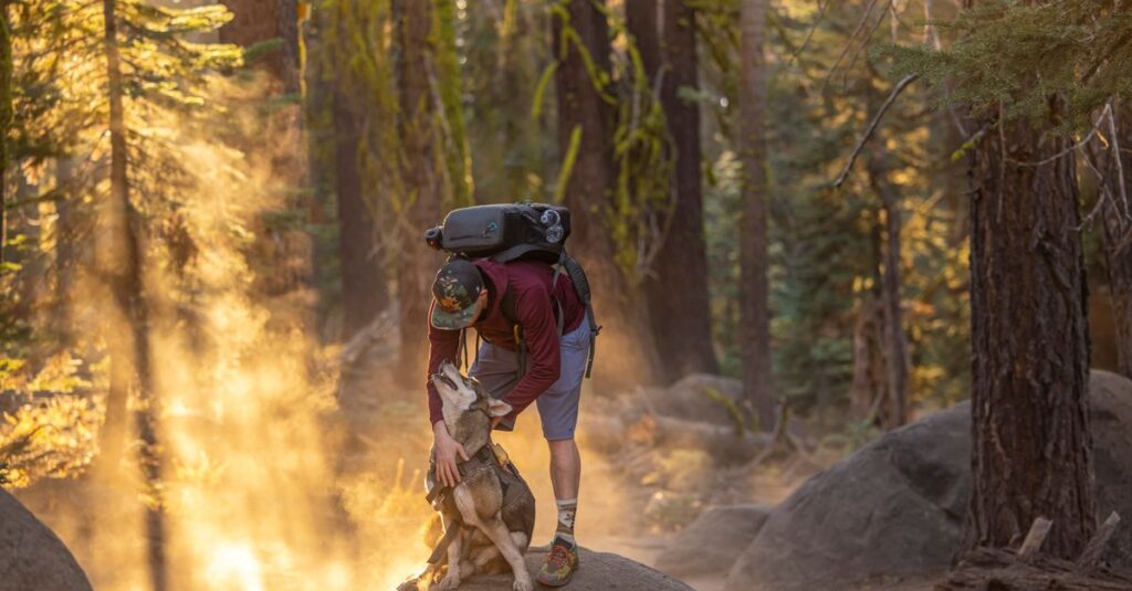 Hiker with an active dog on a forest trail