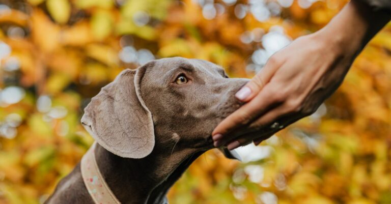 Dog nuzzling a person's hand affectionately