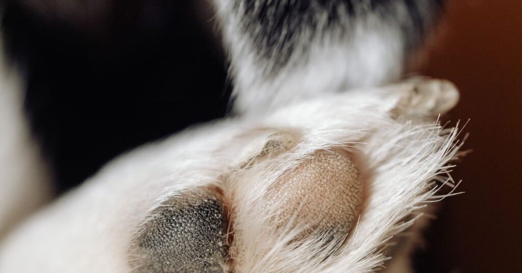 Close-up of a dog's paw, a common spot for licking