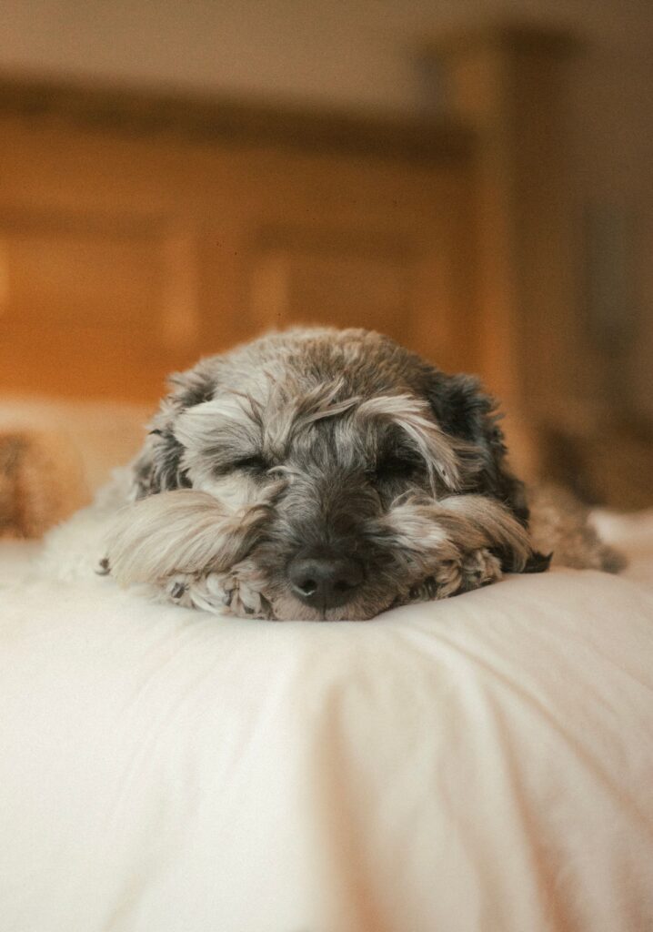 Dog resting on owner's bed