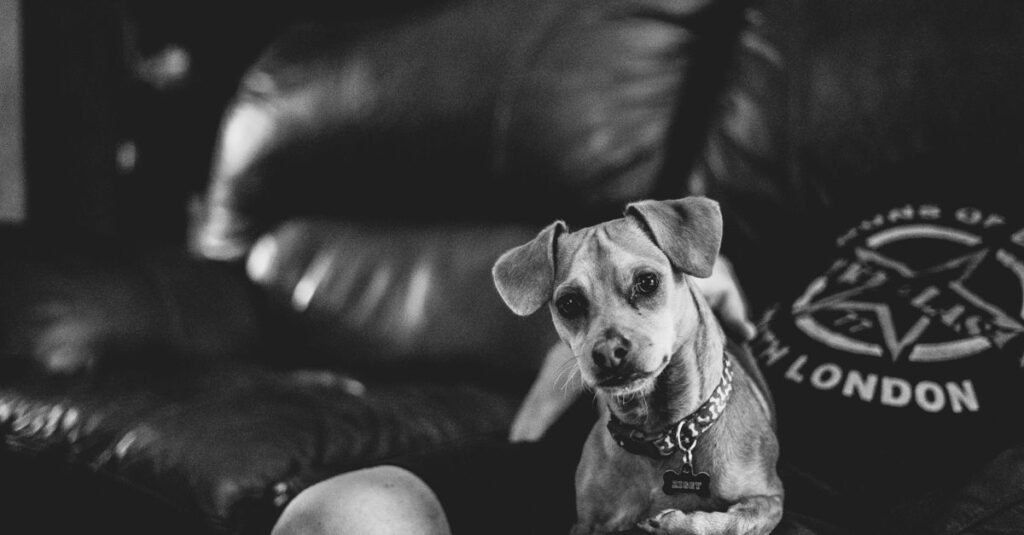 Dog sitting close to its owner