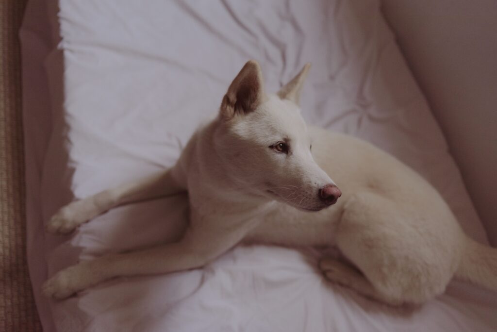 Dog lying peacefully on a bed