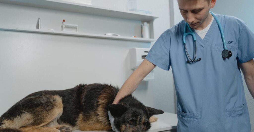 Veterinarian examining a dog at a clinic