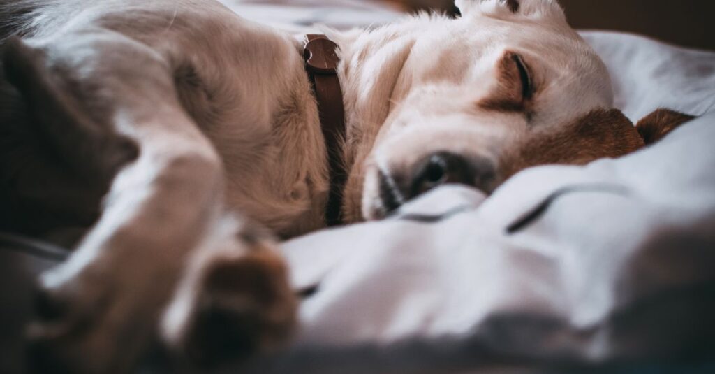 Dog sleeping peacefully, twitching during a dream