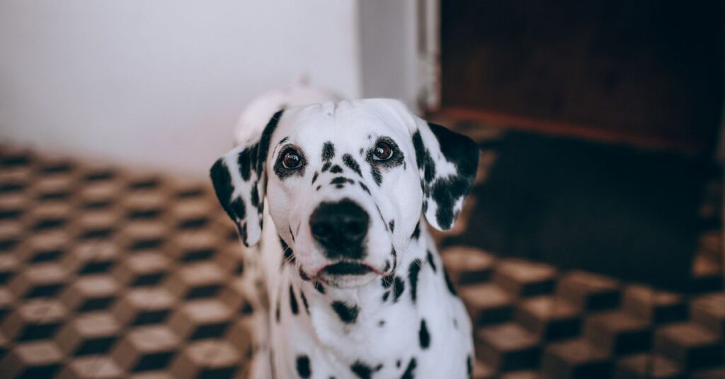 Puppy sitting indoors during accelerated potty training