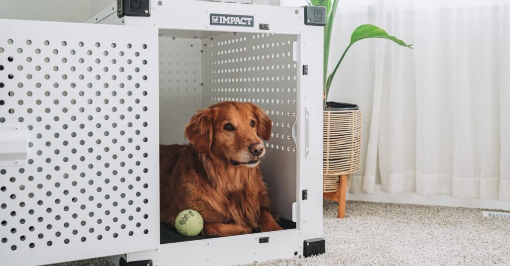 Golden Retriever resting inside a foldable home dog crate