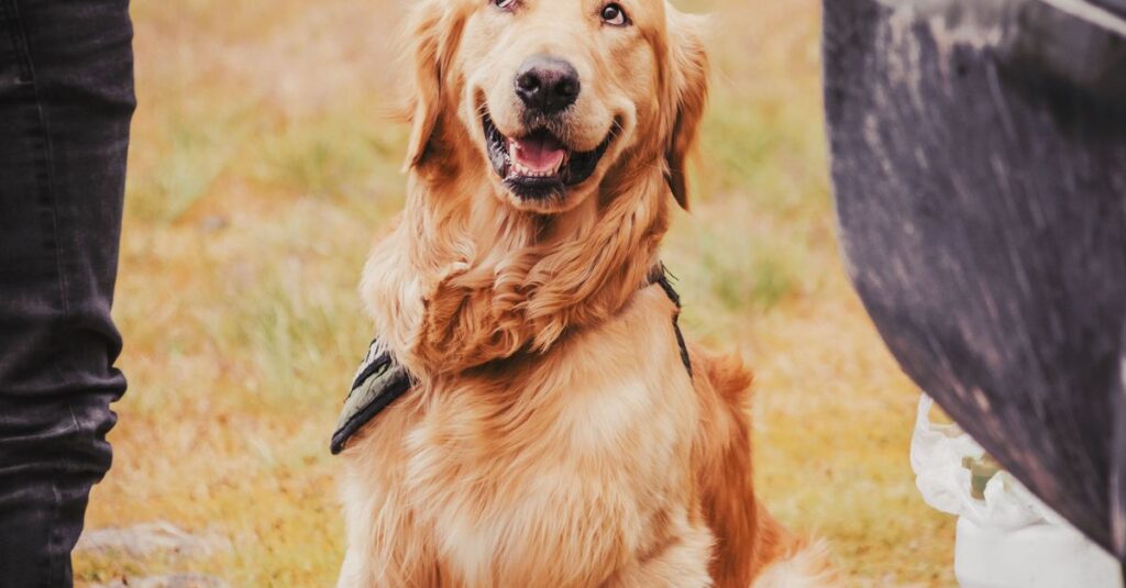 Golden Retriever puppy sitting with its owner outdoors