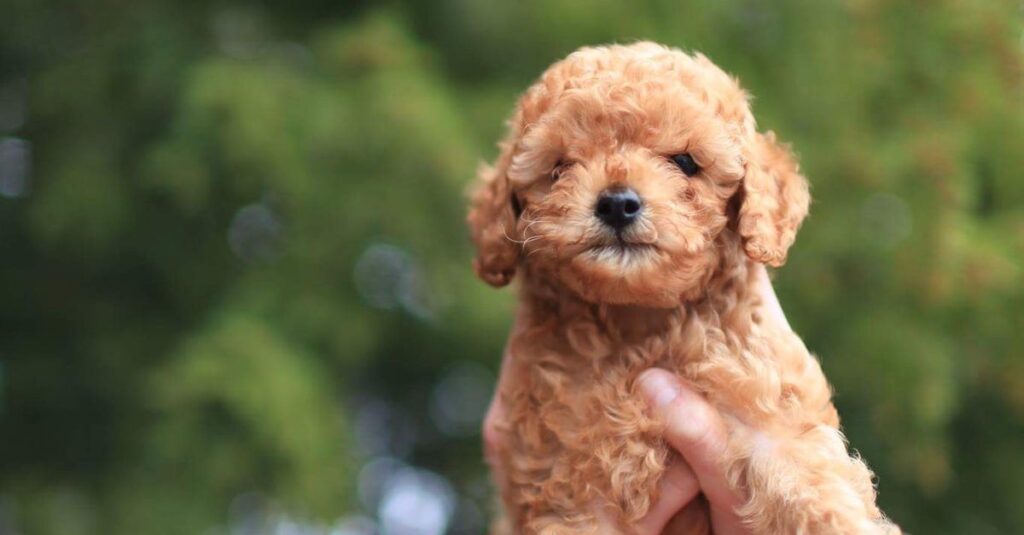 Low-shedding poodle puppy