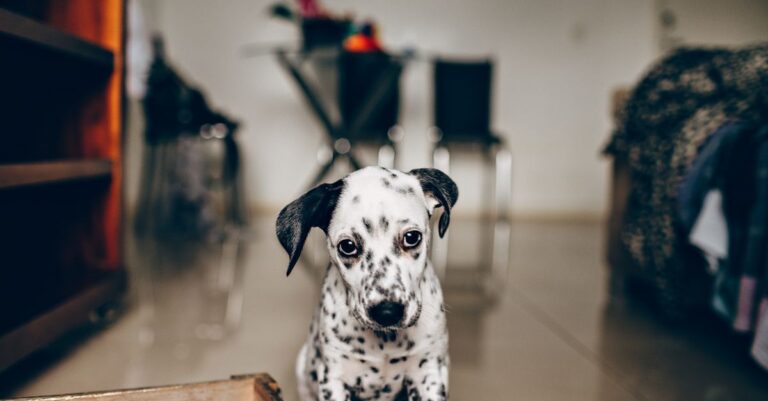 Puppy sitting indoors during house training