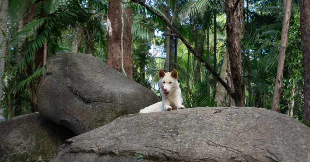 Norwegian Lundehund, the rarest AKC dog breed