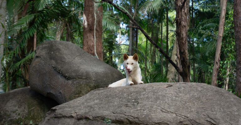 Norwegian Lundehund, the rarest AKC dog breed