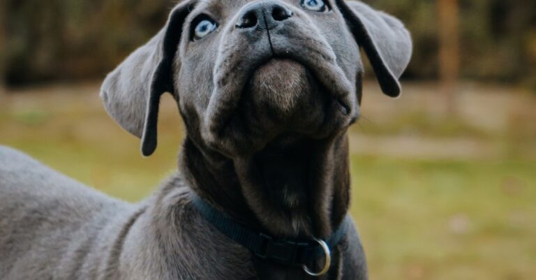 Cane Corso, a breed known for strong bite force