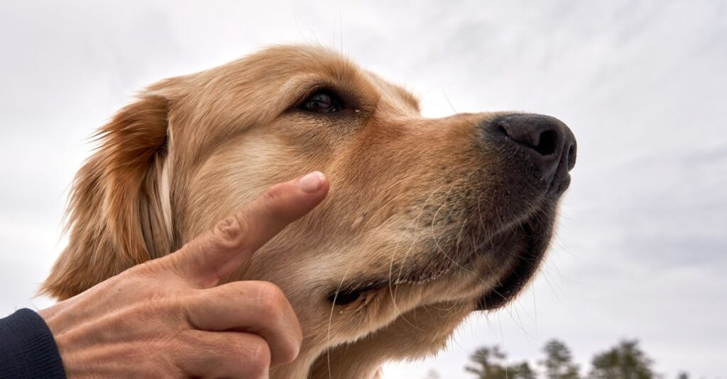 Golden Retriever being trained outdoors with hand signal