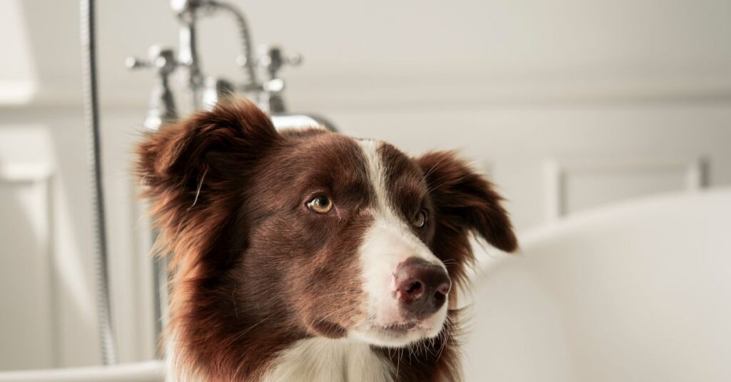 Dog in the bathtub ready for a bath