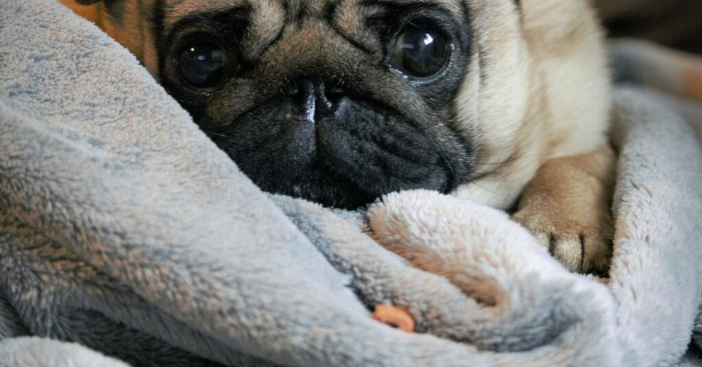 Pug resting, a breed prone to snoring