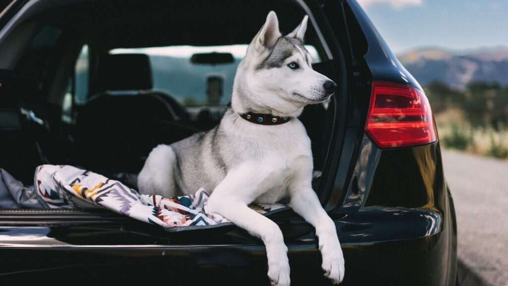 dog travel crate